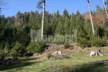 Regenerare pădure