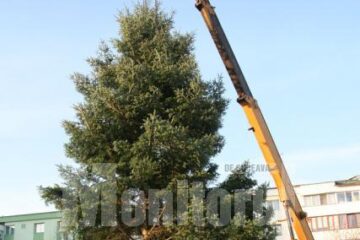 Bradul amplasat în parcul de lângă Policlinica Areni