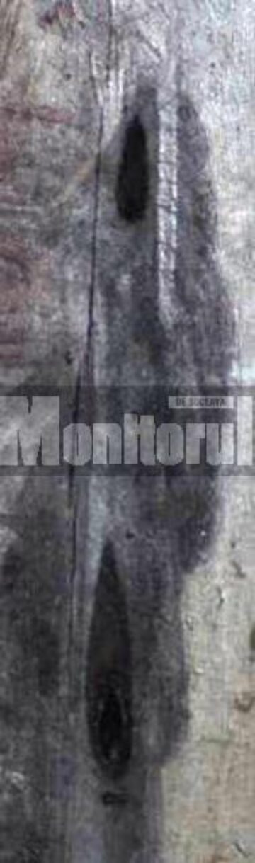 Zone afectate de la Biserica Pătrăuți