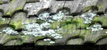 Zone afectate de la Biserica Pătrăuți