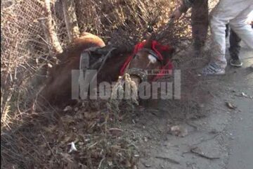 Un cal sleit de puteri s-a prăbușit peste gardul de la marginea trotuarului și nu s-a mai putut ridica