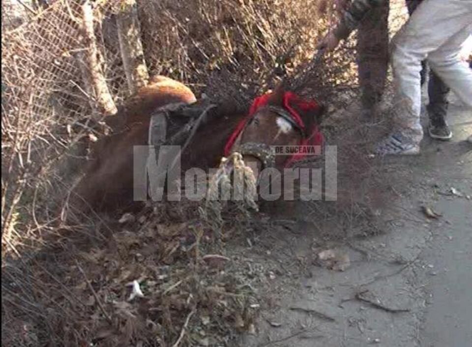 Un cal sleit de puteri s-a prăbușit peste gardul de la marginea trotuarului și nu s-a mai putut ridica Un cal sleit de puteri s-a prăbușit peste gardul de la marginea trotuarului și nu s-a mai putut ridica