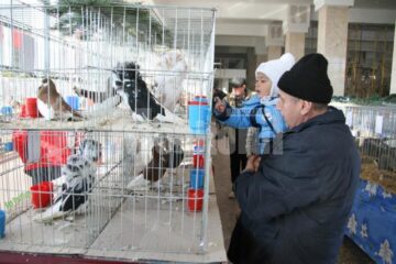 Aproape 400 de porumbei sunt prezenti la expozitie