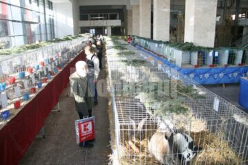 Expozitia poate fi vizitata pana duminica inclusiv