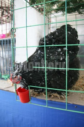 Gaini in expozitie