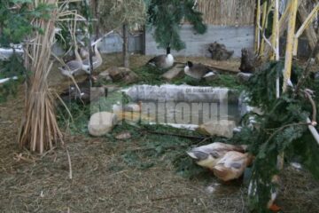 Fazani, păuni, bibilici, rațe și gâște completeaza varietatea vietatilor de la expozitie