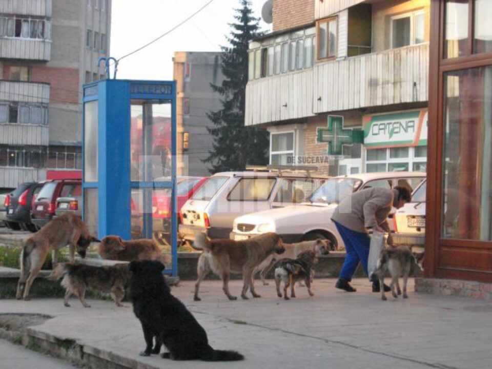 Sucevenii vor fi cei care vor decide ce se va întâmpla cu câinii de pe străzile municipiului Sucevenii vor fi cei care vor decide ce se va întâmpla cu câinii de pe străzile municipiului