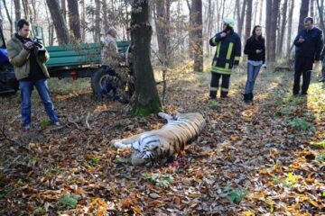 Tigrul care a fugit de la Grădina Zoologică din Sibiu și a ajuns într-un cartier de locuințe a fost împușcat. Foto: MEDIAFAX