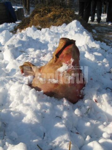 Despărțit de trup, capul porcului este așezat în zăpadă