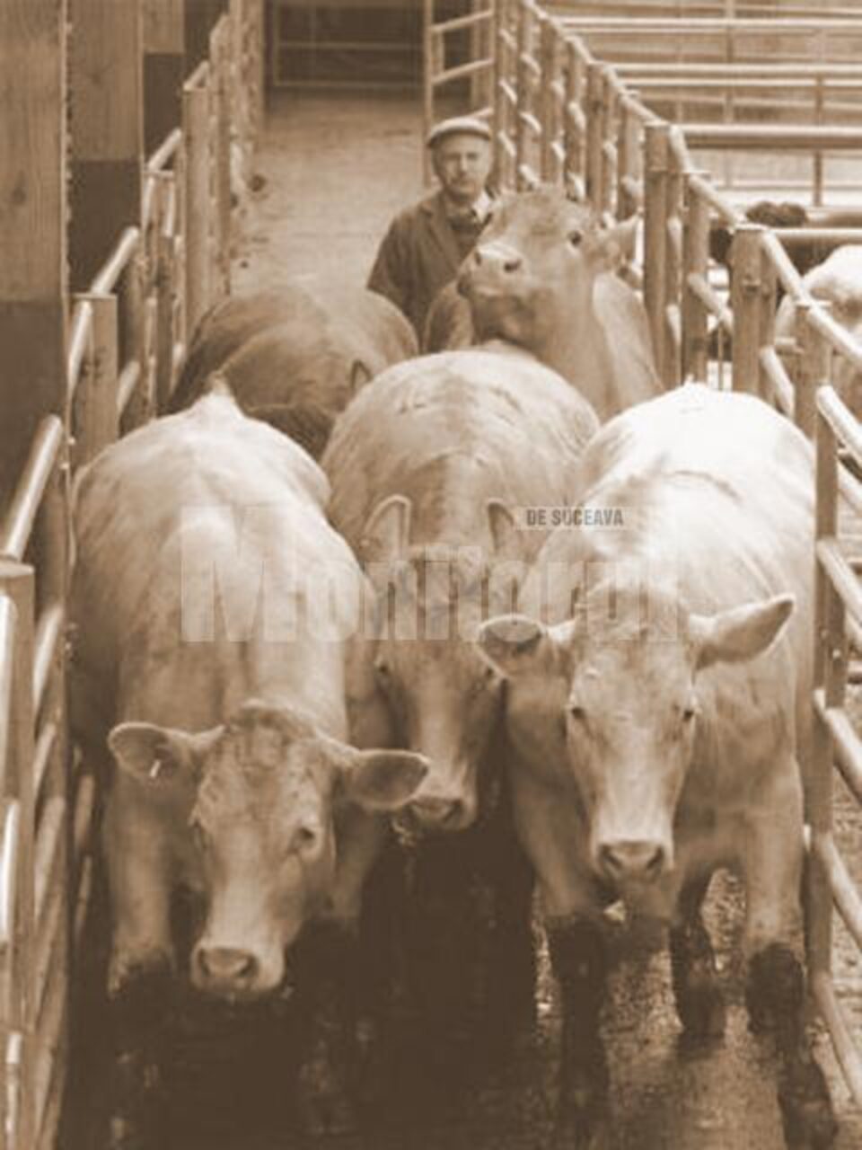 „Bază de preluare a animalelor” „Bază de preluare a animalelor”