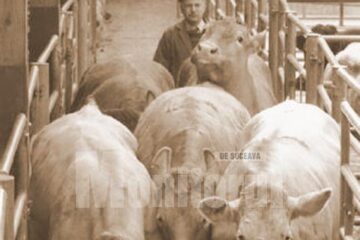 „Bază de preluare a animalelor”