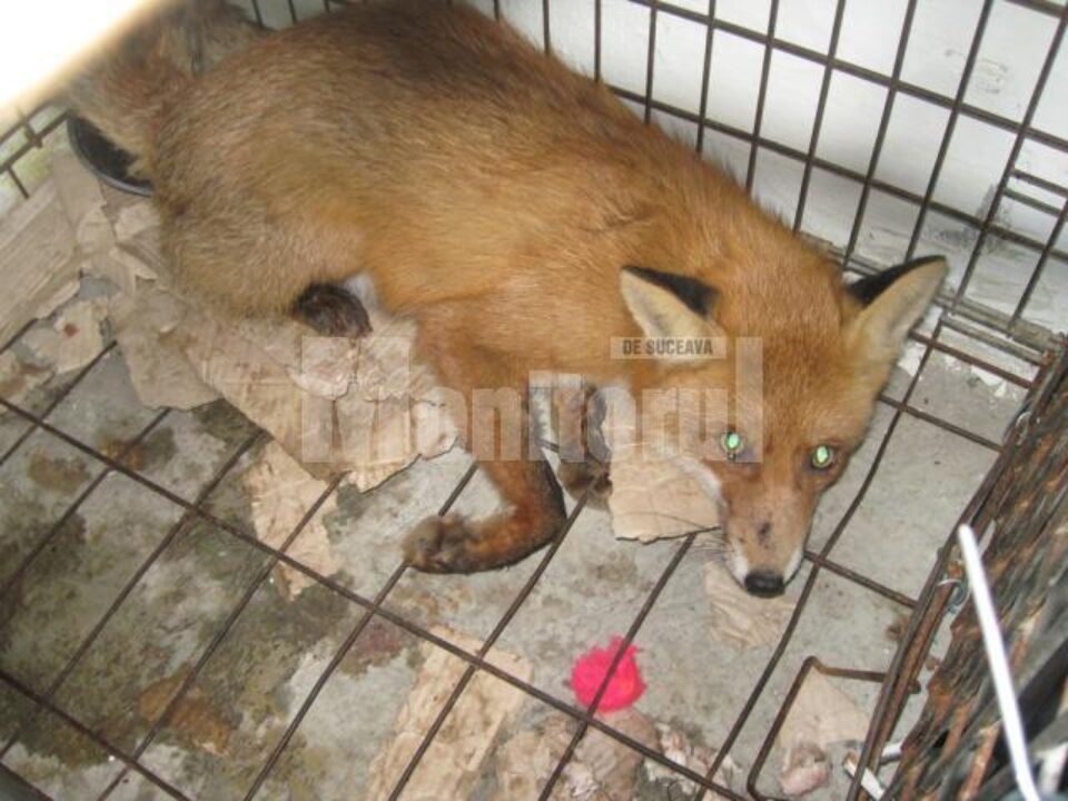 Împușcată cu pistolul cu tranchilizante, vulpea a fost dusă la adăpostul de câini din lunca Sucevei, unde a fost închisă într-o cușcă Împușcată cu pistolul cu tranchilizante, vulpea a fost dusă la adăpostul de câini din lunca Sucevei, unde a fost închisă într-o cușcă