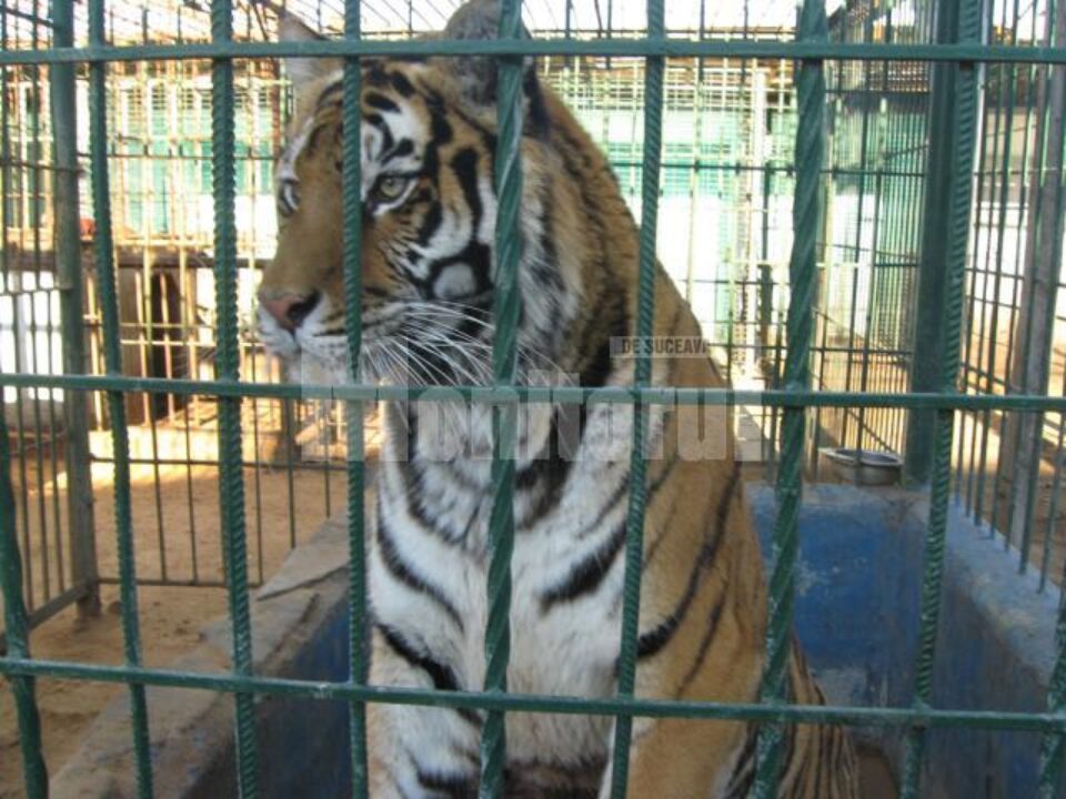 Katiușa, o femelă în vârstă de aproape 8 ani