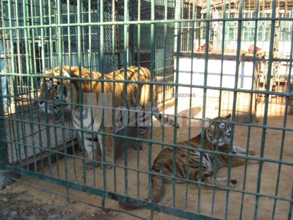 Katiușa, o femelă în vârstă de aproape 8 ani