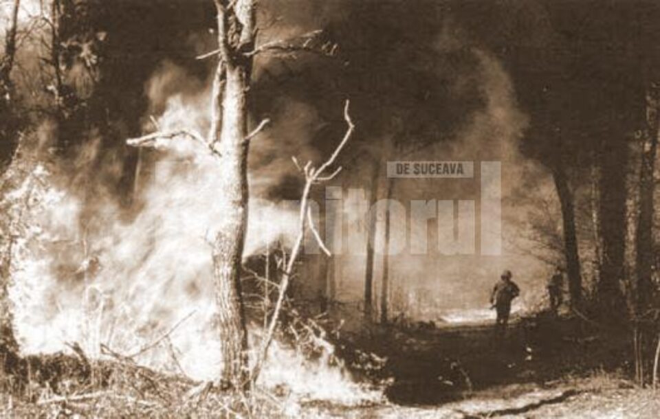 „Pădure incendiată”