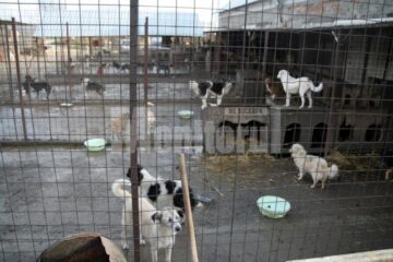 Activitatea de gestionare a adăposturilor de câini ar urma să fie scoasă la licitație în a doua parte a anului