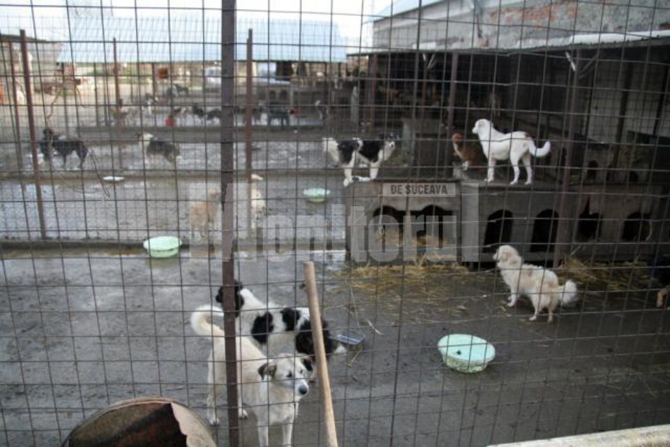 Activitatea de gestionare a adăposturilor de câini ar urma să fie scoasă la licitație în a doua parte a anului Activitatea de gestionare a adăposturilor de câini ar urma să fie scoasă la licitație în a doua parte a anului