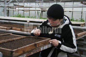 Plante care vor fi agățate pe stâlpii de iluminat