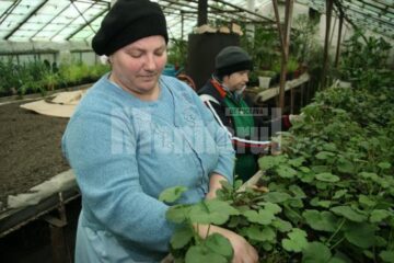 Plante care vor fi agățate pe stâlpii de iluminat