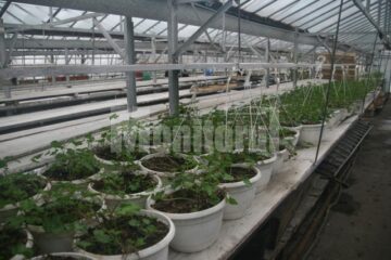 Plante care vor fi agățate pe stâlpii de iluminat