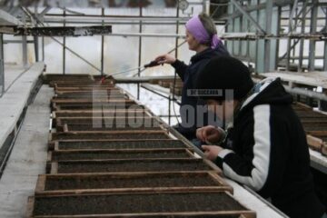 Plante care vor fi agățate pe stâlpii de iluminat