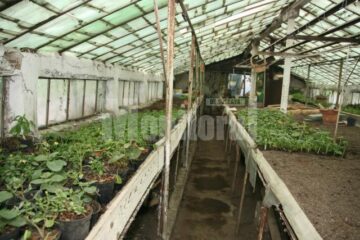 Plante care vor fi agățate pe stâlpii de iluminat