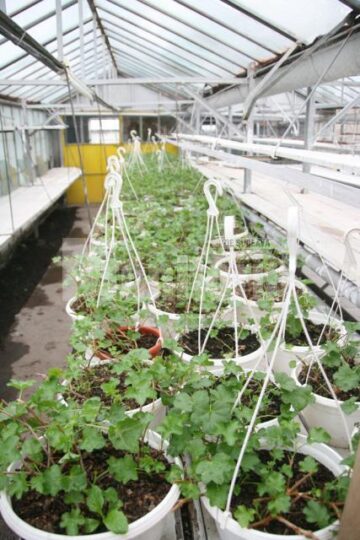 Plante care vor fi agățate pe stâlpii de iluminat