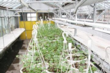 Plante care vor fi agățate pe stâlpii de iluminat