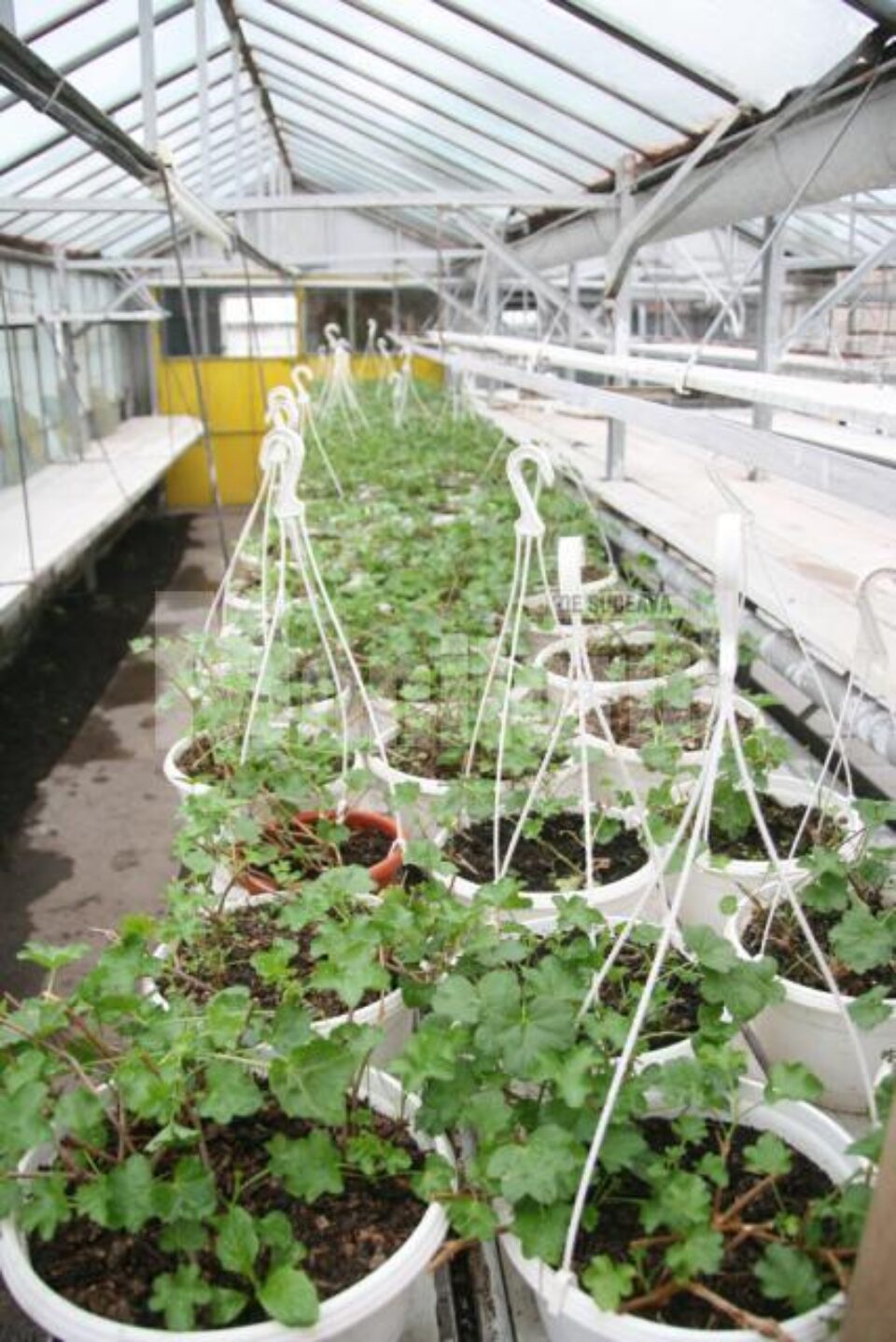 Plante care vor fi agățate pe stâlpii de iluminat