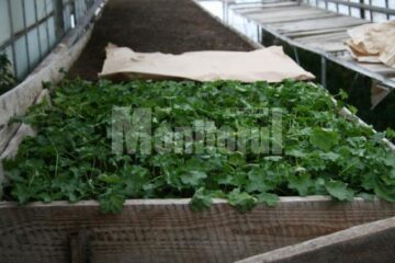 Plante care vor fi agățate pe stâlpii de iluminat
