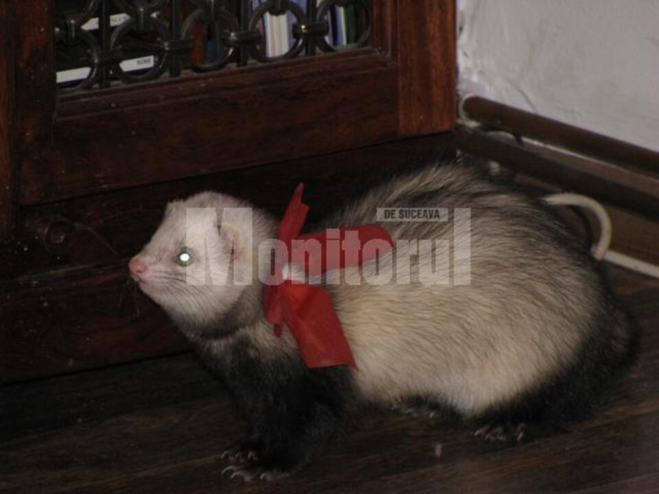Dihorul medicului veterinar Radu Velisar