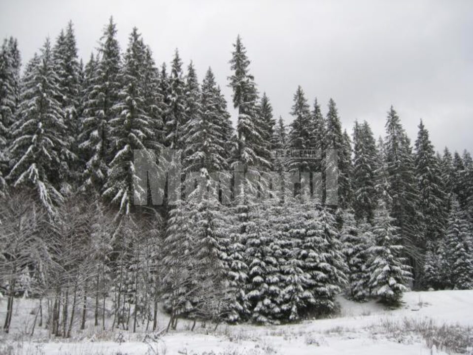 Al doilea val de ger: minus 28 de grade la Rădăuți, minus 24 la Suceava
