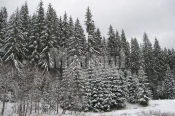 Al doilea val de ger: minus 28 de grade la Rădăuți, minus 24 la Suceava