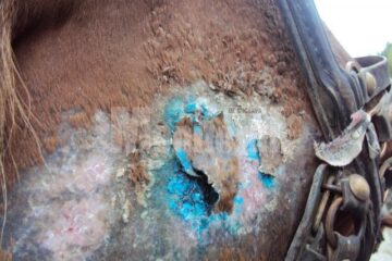 Starea jalnica în care se afla animalul, în ziua în care s-a prăbușit la pământ