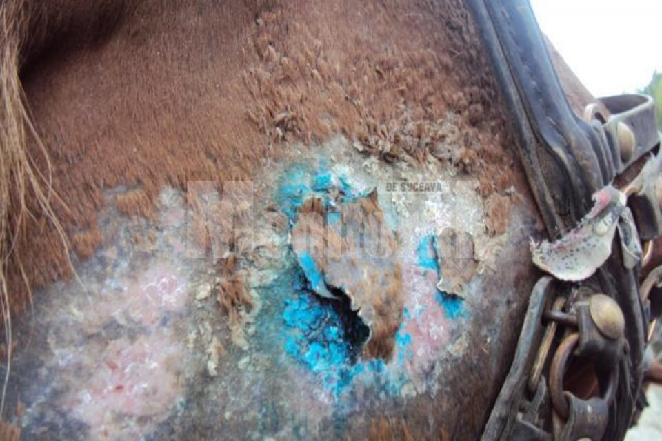 Starea jalnica în care se afla animalul, în ziua în care s-a prăbușit la pământ Starea jalnica în care se afla animalul, în ziua în care s-a prăbușit la pământ