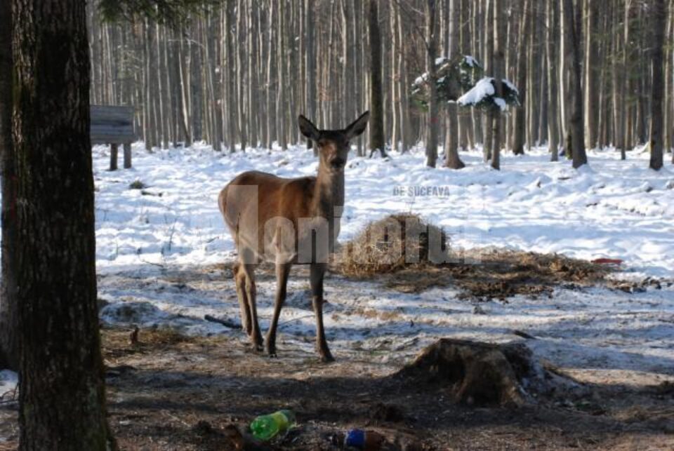 Fără aceste suplimente de hrană, populația de cerbi și căpriori ar ave de suferit din cauza iernii grele