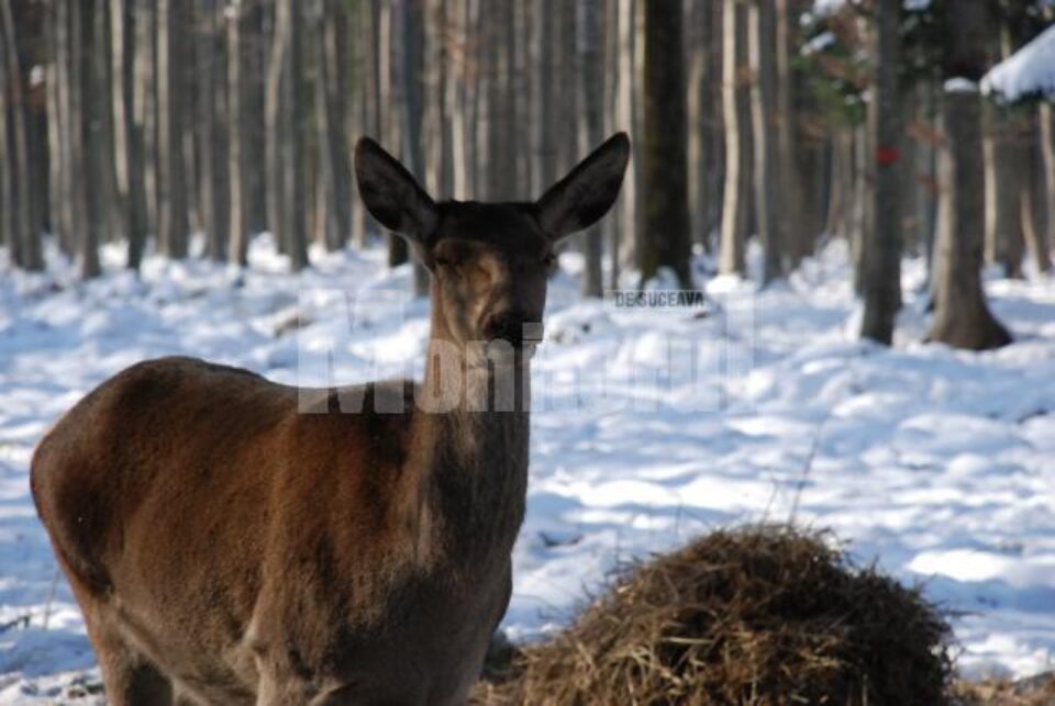 Fără aceste suplimente de hrană, populația de cerbi și căpriori ar ave de suferit din cauza iernii grele