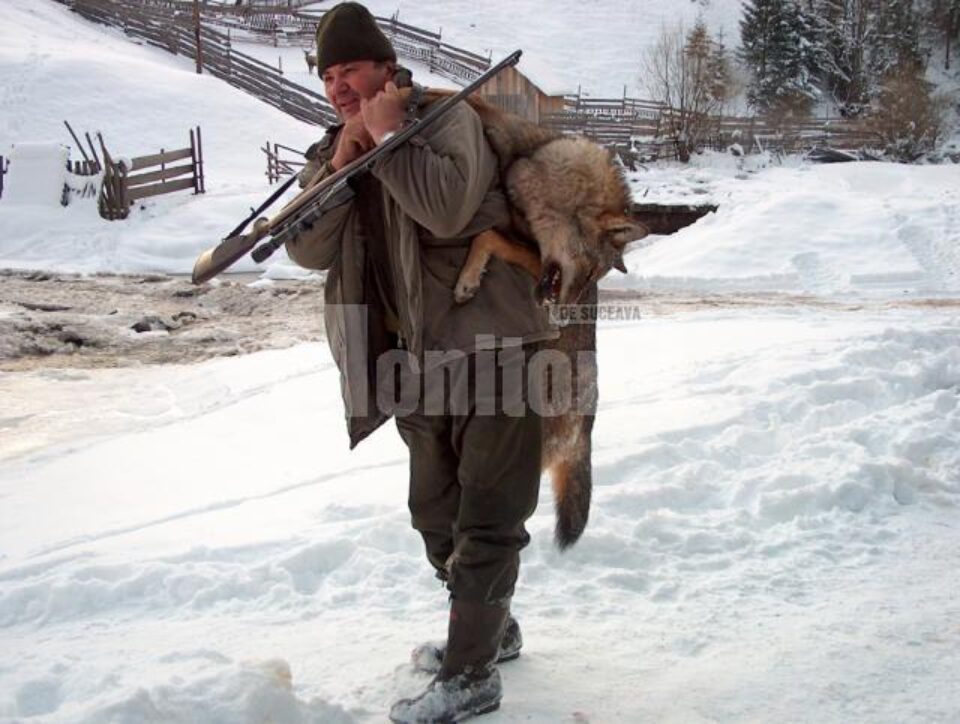 Campanie de evaluare a efectivelor de urși, lupi, râși și pisici sălbatice din pădurile Sucevei