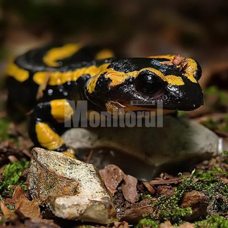Expoziția „Reptile vii”