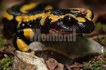 Expoziția „Reptile vii”