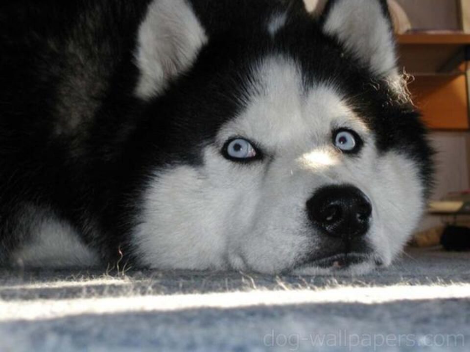 Rasa husky nu este una agresivă. Foto:wallpapers.com