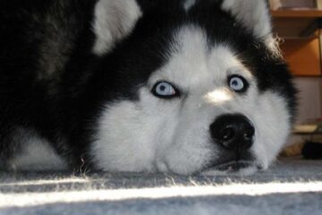 Rasa husky nu este una agresivă. Foto:wallpapers.com