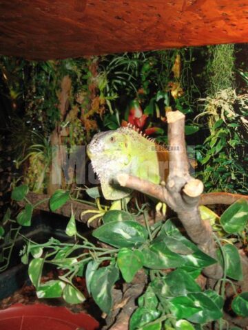 Reptilă în terrariu