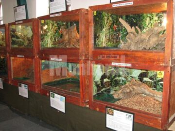 Expoziția „Reptile vii”, deschisă la Muzeul de Științele Naturii Suceava până pe 8 aprilie