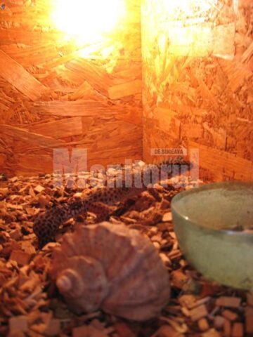 Reptilă în terrariu