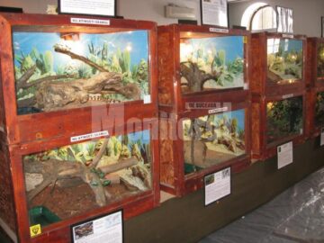 Expoziția „Reptile vii”, deschisă la Muzeul de Științele Naturii Suceava până pe 8 aprilie