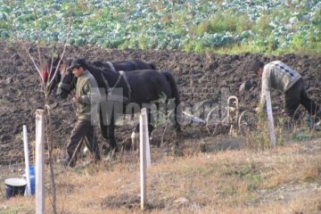 În unele sate era obiceiul ca pe 9 martie toate plugurile din sat să fie adunate pe islazul sătesc