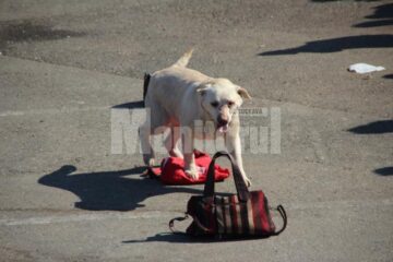 Prezentare și demonstrație de dresaj canin cu rase dintre cele mai diferite, în parcarea Shopping City