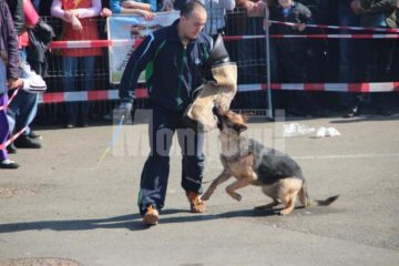 Prezentare și demonstrație de dresaj canin cu rase dintre cele mai diferite, în parcarea Shopping City
