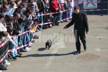 Prezentare și demonstrație de dresaj canin cu rase dintre cele mai diferite, în parcarea Shopping City